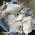 Frozen  White Pomfret Fish
Frozen Style and Fish Product Type frozen white pomfret fish